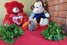 სასაჩუქრე სახლის დეკორატიული ჯუჯა(კარლიკი) ბაჭიები