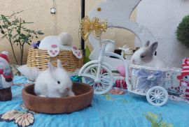 სასაჩუქრე სახლის დეკორატიული ჯუჯა(კარლიკი) ბაჭიები