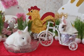 სასაჩუქრე სახლის დეკორატიული ჯუჯა(კარლიკი) ბაჭიები