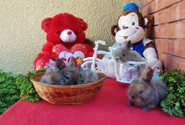 სასაჩუქრე სახლის დეკორატიული ჯუჯა(კარლიკი) ბაჭიები