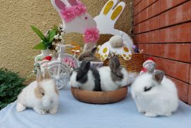 სასაჩუქრე სახლის დეკორატიული ჯუჯა(კარლიკი) ბაჭიები