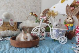 სასაჩუქრე სახლის დეკორატიული ჯუჯა(კარლიკი) ბაჭიები