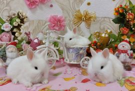 სასაჩუქრე სახლის დეკორატიული ჯუჯა(კარლიკი) ბაჭიები