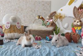 სასაჩუქრე სახლის დეკორატიული ჯუჯა(კარლიკი) ბაჭიები