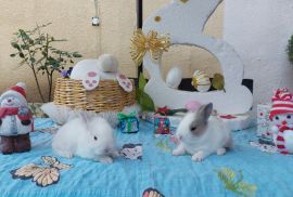 სასაჩუქრე სახლის დეკორატიული ჯუჯა(კარლიკი) ბაჭიები