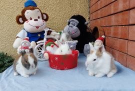 სასაჩუქრე სახლის დეკორატიული ჯუჯა(კარლიკი) ბაჭიები