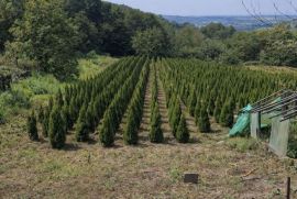 ტუია სმარაგდა 