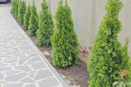 ტუია სმარაგდა 