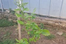 იყიდება მაგნოლია სულანჟის ნერგი