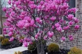 იყიდება მაგნოლია სულანჟის ნერგი