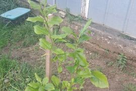 იყიდება მაგნოლია სულანჟის ნერგი