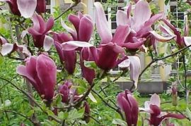 იყიდება მაგნოლია სულანჟის ნერგი