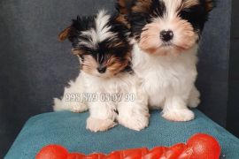 ბივერ ტერიერის მინი ლეკვები. სუფთა სისხლის.