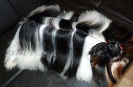 ბივერ ტერიერის მინი ლეკვები. სუფთა სისხლის.