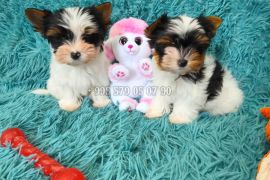 ბივერ ტერიერის მინი ლეკვები. სუფთა სისხლის.