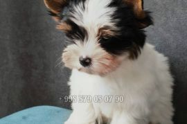 ბივერ ტერიერის მინი ლეკვები. სუფთა სისხლის.