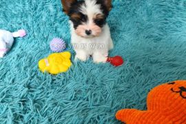 ბივერ ტერიერის მინი ლეკვები. სუფთა სისხლის.