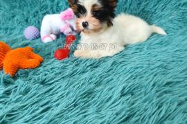 ბივერ ტერიერის მინი ლეკვები. სუფთა სისხლის.