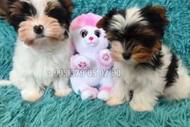 ბივერ ტერიერის მინი ლეკვები. სუფთა სისხლის.