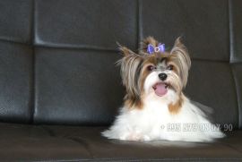 ბივერ ტერიერის მინი ლეკვები. სუფთა სისხლის.