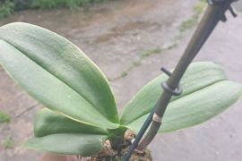 იყიდება ფალენოპსისის ჯუჯა ორქიდეა