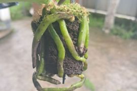 იყიდება ფალენოპსისის ჯუჯა ორქიდეა