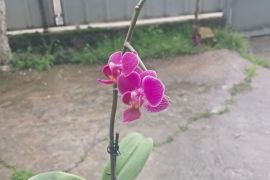 იყიდება ფალენოპსისის ჯუჯა ორქიდეა