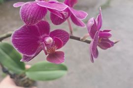 იყიდება ფალენოპსისის ჯუჯა ორქიდეა