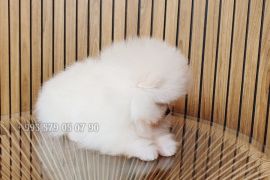 საუკეთესო! იყიდება პომერანული შპიცი, მინი ლეკვი. საბუთებით FCI/FCG.