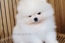 საუკეთესო! იყიდება პომერანული შპიცი, მინი ლეკვი. საბუთებით FCI/FCG.