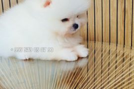 საუკეთესო! იყიდება პომერანული შპიცი, მინი ლეკვი. საბუთებით FCI/FCG.