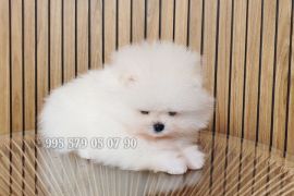 საუკეთესო! იყიდება პომერანული შპიცი, მინი ლეკვი. საბუთებით FCI/FCG.