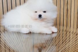 საუკეთესო! იყიდება პომერანული შპიცი, მინი ლეკვი. საბუთებით FCI/FCG.