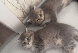 Kittens for sale