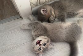 Kittens for sale