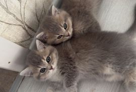 Kittens for sale