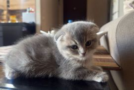 Kittens for sale