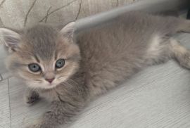 Kittens for sale