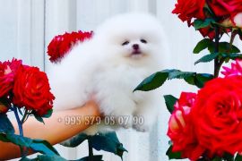 იყიდება, პომერანული შპიცის ლეკვი. თეთრი ფერaის. დათუნია.