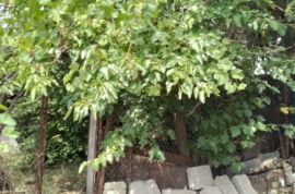 For Sale, Real Estate, Lands