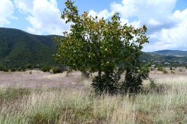For Sale, Real Estate, Lands