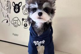 ძაღლის ჰუდი