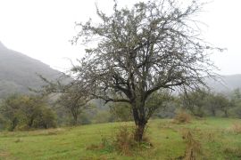 For Sale, Real Estate, Lands