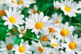 ფოტოების ბეჭდვა