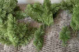 ნაძვისხის ტოტი