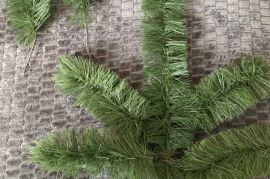 ნაძვისხის ტოტი