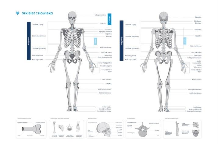 Plakat szkielet człowieka
