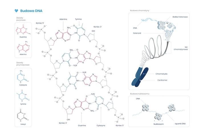 Plakat schemat budowy DNA