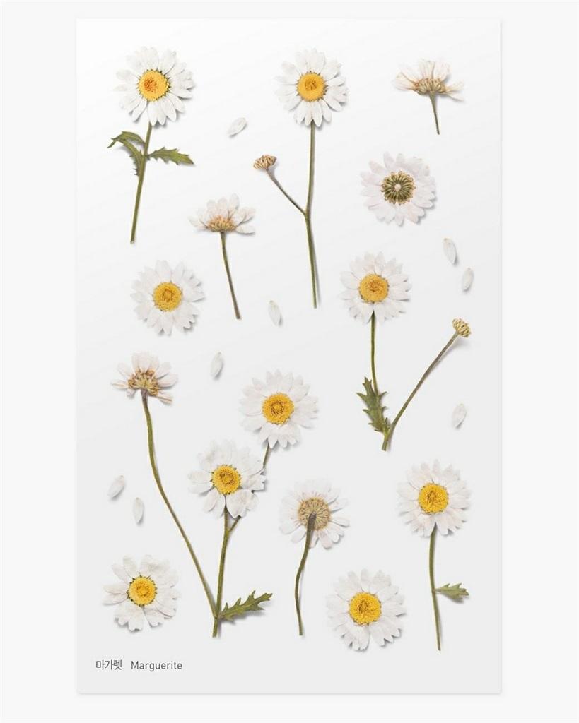 Naklejki ozdobne kwiaty - Margaretki