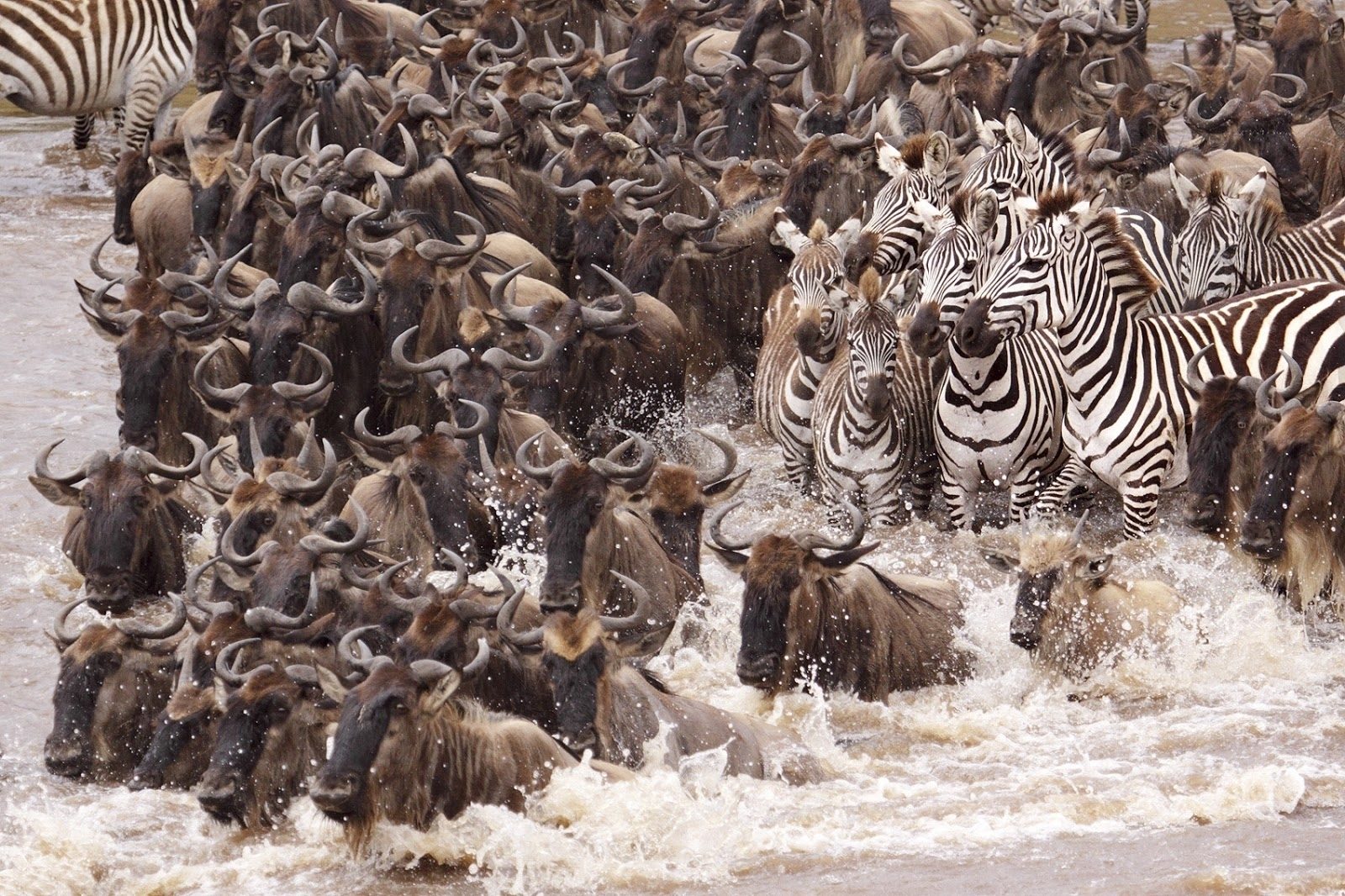 7-Day Wildebeest Great Migration Safari